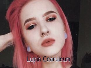 Lupin_Cearuleum